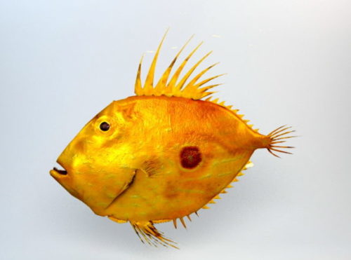 Animal Fish John Dory