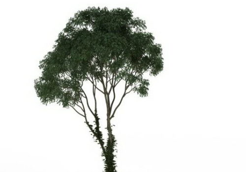 Nature Juniper Tree