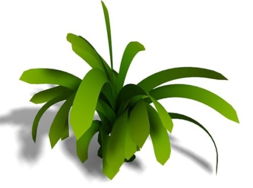 Garden Kaffir Lily Plant