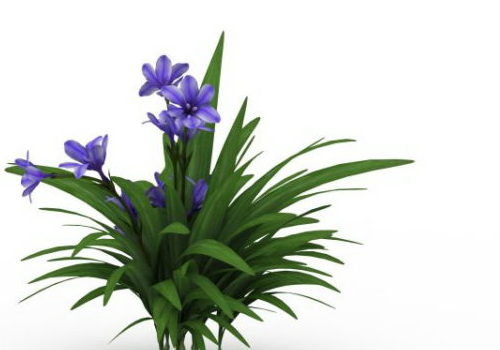 And Kaffir Lily Plant