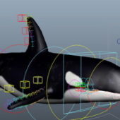 Killer Whale Animal Rigged