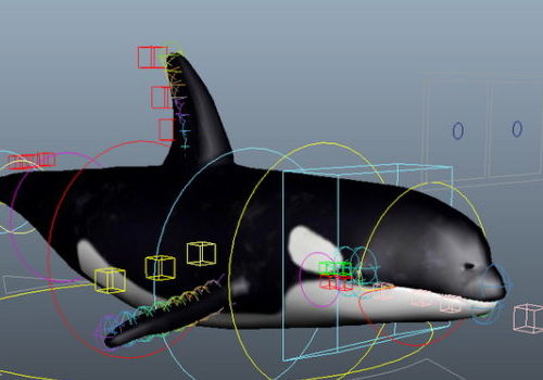 Killer Whale Animal Rigged