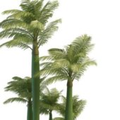 Green King Alexander Palm Trees