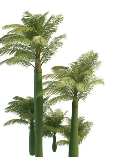 Green King Alexander Palm Trees
