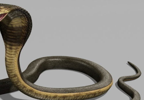 King Cobra Africa Snake Animal