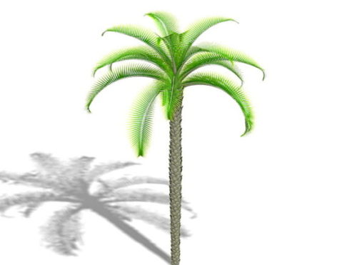 Garden King Sago Palm