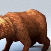 Kodiak Bear | Animals