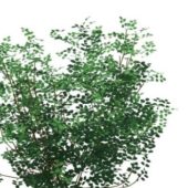 Green Laburnum Alpinum Tree