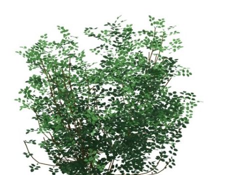Green Laburnum Alpinum Tree