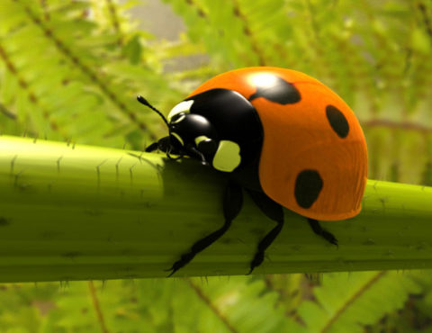 Ladybird Beetle Animal