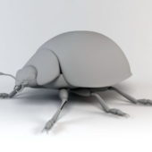 Ladybug Beetle Animal
