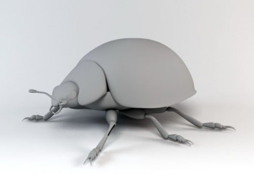 Ladybug Beetle Animal