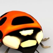 Red Ladybug Insect Animals