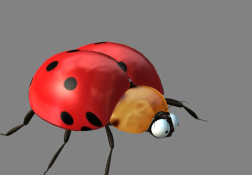 Ladybugs Animal