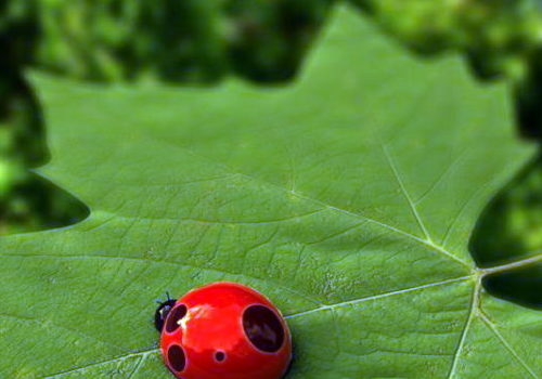 Ladybugs Beetle Wild Animal