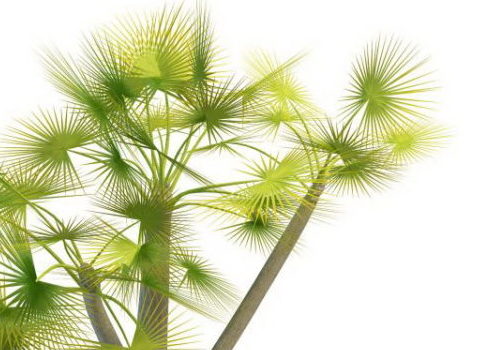 Asian Landscape Palm Trees