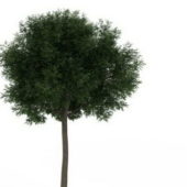 Green Landscape Pine Tree