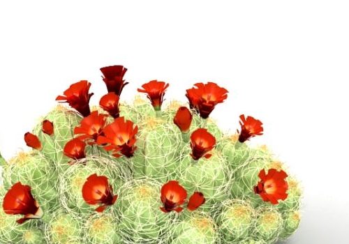 Garden Cactus With Red Flower