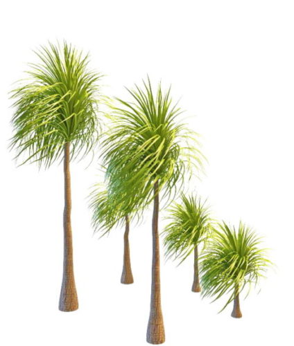 Landscape Design Palm Tree