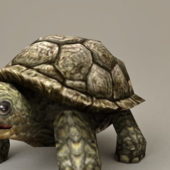 Realistic Sea Turtle | Animals