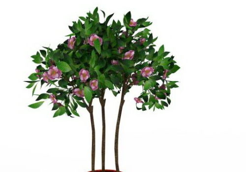 Green Large Potted Flowering Tree