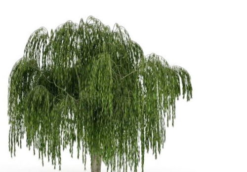 Weeping Willow Green Tree