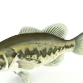 Largemouth Bass Fish Low Poly Animal Animals