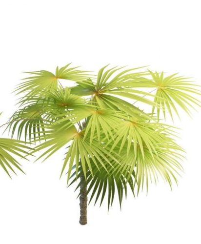 Green Latania Fan Palm Tree