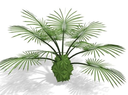 Garden Latania Palm