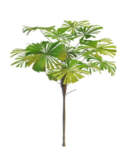 Nature Latania Palm Tree