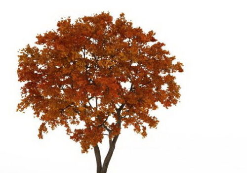 European Late Autumn Tree