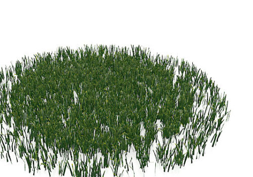 Green Lawn Grasses Plant