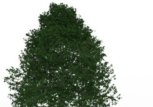 Garden Leafy Tree