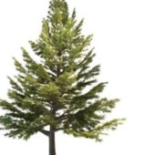 Green Lebanon Cedar Tree
