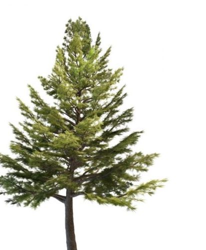 Green Lebanon Cedar Tree