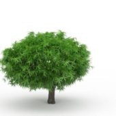 Green Lemon Tree