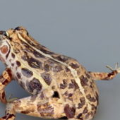 Wild Leopard Frog