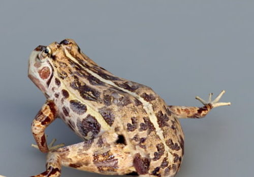 Wild Leopard Frog