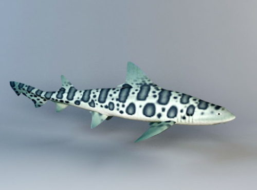 Leopard Sea Shark