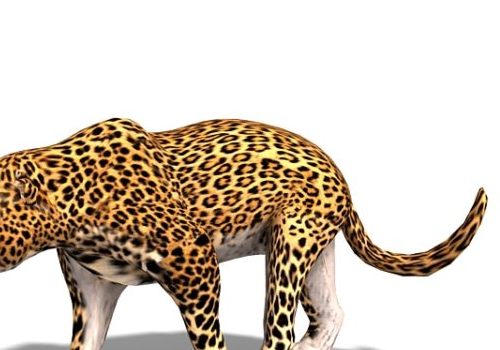 Realistic Africa Leopard Animal Animals