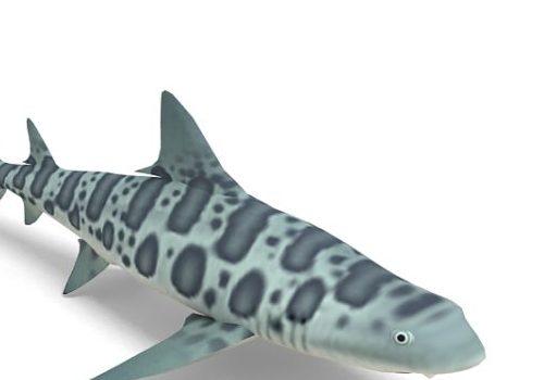 Sea Fish Leopard Shark Animals