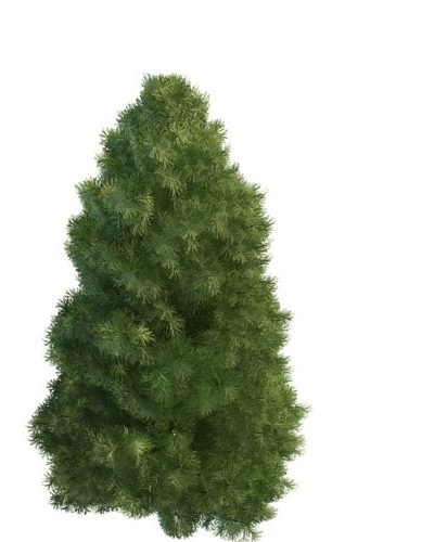 Leyland Cypress Garden Tree