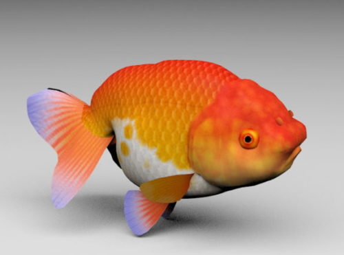 Lionhead Goldfish Animal