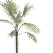 Green Livistona Fan Palm