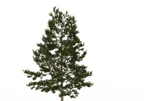 Nature Plant Loblolly Pine Evergreen Tree