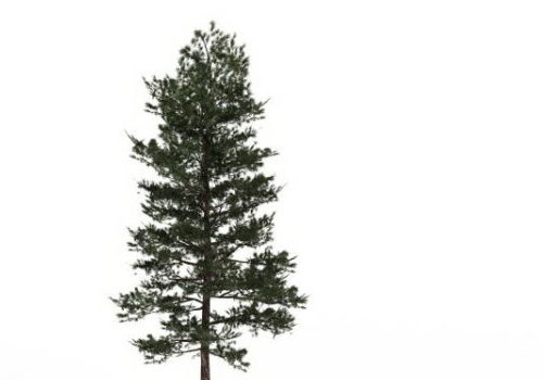 Loblolly Pine Tree Plant