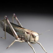 Wild Animal Locust Insect
