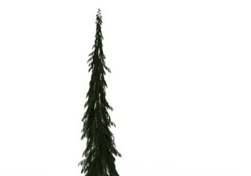 Green Lodgepole Pine Tree
