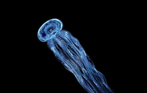 Sea Jellyfish Animal