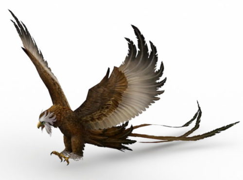 Long Tail Eagle Bird Animal